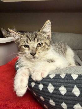 Acorn -  Domestic Short Hair Cat for Adoption in Osseo, Michigan - Acorn | PetCurious