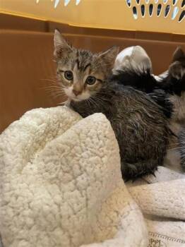 Rollie Pollie -  Domestic Short Hair Cat for Adoption in West Chester, Pennsylvania - Rollie Pollie | PetCurious