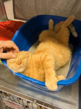 Domestic Short Hair Cats Available for Adoption - Pumpkin - Orange Male | PetCurious