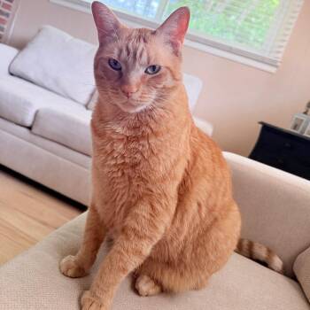 Leo - Home to Home -  American Shorthair Cat for Adoption in South Elgin, Illinois - Leo - Home To Home | PetCurious