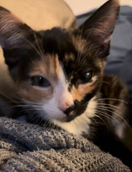 Mavis (6mo) -  Domestic Short Hair Cat for Adoption in Los Angeles, California - Mavis (6mo) | PetCurious