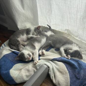 Robin -  Domestic Short Hair Cat for Adoption in Tallahassee, Florida - Robin | PetCurious
