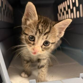 Vlad -  Domestic Short Hair Cat for Adoption in Salt Lake City, Utah - Vlad | PetCurious