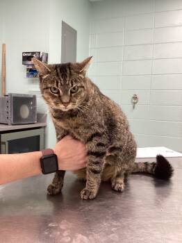 Rescue Domestic Short Hair Cats for Adoption in Athens, Tennessee - Tito | PetCurious