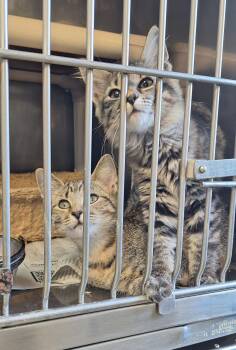 Star & Stripes -  Tabby Cat for Adoption in Stanton, Kentucky - Star & Stripes | PetCurious