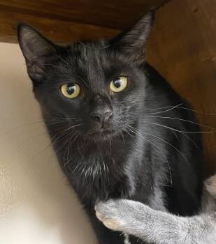 Binx -  Domestic Short Hair Cat for Adoption in Champaign, Illinois - Binx | PetCurious