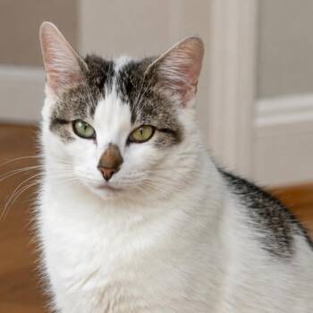 Regina -  Domestic Short Hair Cat for Adoption in Meridian, Idaho - Regina | PetCurious
