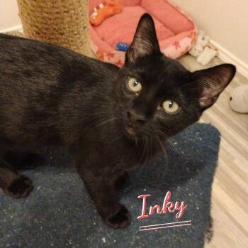 Inky #patio-posse -  Bombay and Domestic Short Hair Cat for Adoption in Houston, Texas - Inky #patio-posse | PetCurious