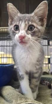 Colby -  Domestic Short Hair Cat for Adoption in Rockwall, Texas - Colby | PetCurious