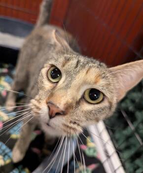 Domestic Short Hair Cats Available for Adoption in St. Cloud, Minnesota - Little Kloi | PetCurious