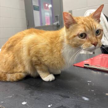 Domestic Short Hair Cats Available for Adoption in Lufkin, Texas - Bonnie | PetCurious