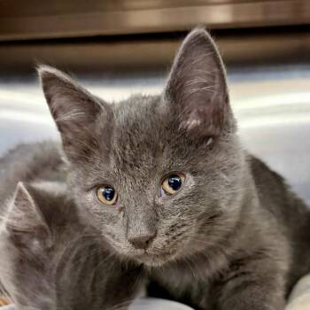 Brett -  Domestic Short Hair Cat for Adoption in Buffalo, New York - Brett | PetCurious