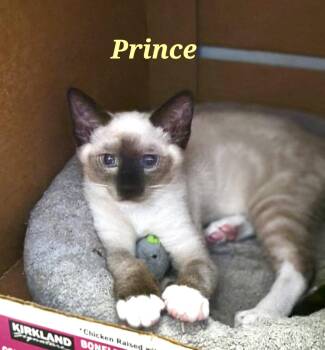Prince -  Siamese Cat for Adoption in Mission Viejo, California - Prince | PetCurious