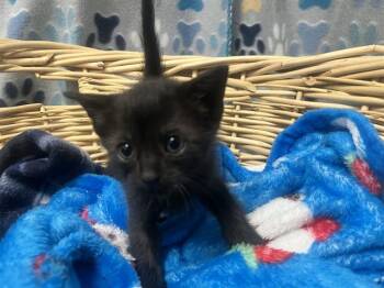 Domestic Short Hair Cats Available for Adoption in Rosenberg, Texas - ADRIAN | PetCurious