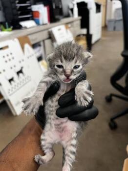 REMUS -  Domestic Medium Hair Cat for Adoption in Dallas, Texas - REMUS | PetCurious