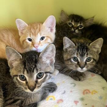 Domestic Short Hair Cats Available for Adoption in Pontiac, Michigan - Bird Kittens | PetCurious