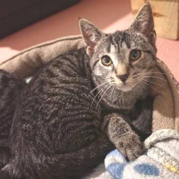 Tremi -  Domestic Short Hair Cat for Adoption in Newport News, Virginia - Tremi | PetCurious
