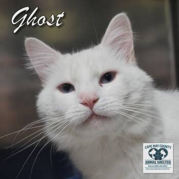 Ghost -  Domestic Short Hair Cat for Adoption in Middle Township, New Jersey - Ghost | PetCurious