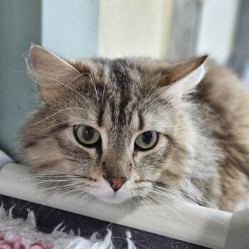 Shaq -  Domestic Long Hair Cat for Adoption in Lakewood, Colorado - Shaq | PetCurious
