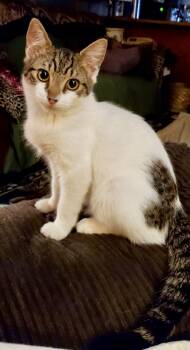 Chevy -  Domestic Short Hair Cat for Adoption in Lucedale, Mississippi - Chevy | PetCurious