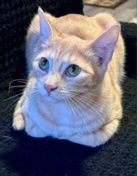 Domestic Short Hair Cats Available for Adoption in Anchorage, Alaska - Xander | PetCurious