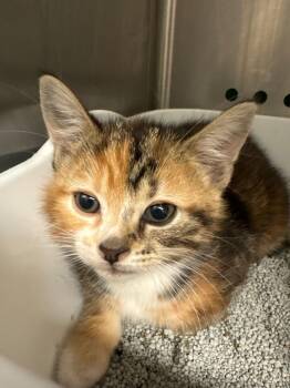 Domestic Short Hair Cats Available for Adoption in Morgantown, Kentucky - Beasley Kitten 1 | PetCurious