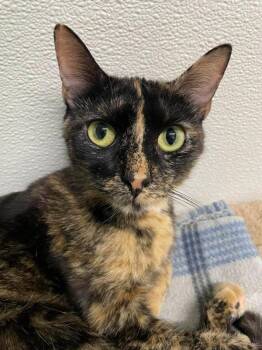 Sassy -  Domestic Short Hair Cat Available for Adoption in Rochester, New Hampshire - Sassy | PetCurious