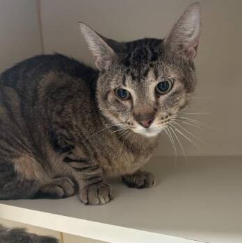 Gelato -  Domestic Short Hair Cat for Adoption in Fairfax, Virginia - Gelato | PetCurious