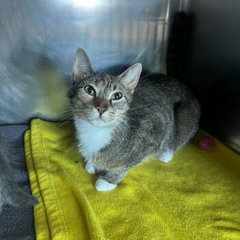 Domestic Short Hair Cats Available for Adoption in Matteson, Illinois - Chili Cheese Fries | PetCurious
