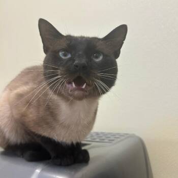 Marty -  Siamese Cat for Adoption in Pontiac, Illinois - Marty | PetCurious