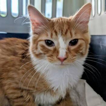 Kobe -  Domestic Short Hair Cat for Adoption in Chapel Hill, North Carolina - Kobe | PetCurious
