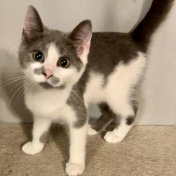 Cantina -  Domestic Short Hair Cat for Adoption in Syracuse, New York - Cantina | PetCurious