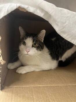 Oliver -  Domestic Short Hair Cat for Adoption in Largo, Florida - Oliver | PetCurious