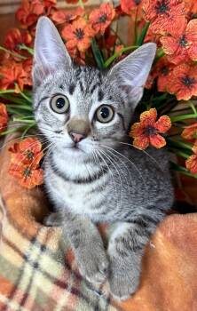 6/2/26 Maya -  Domestic Short Hair Cat for Adoption in Stillwater, Oklahoma - 6/2/26 Maya | PetCurious