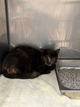 Marge -  Domestic Short Hair Cat for Adoption in Providence Forge, Virginia - Marge | PetCurious