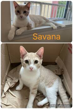 Savana -  Domestic Short Hair Cat for Adoption in Burnaby, British Columbia - Savana | PetCurious