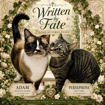 ADAM & PERSEPHONE -  Tabby and Siamese Cat for Adoption in Lakesite, Tennessee - ADAM & PERSEPHONE | PetCurious