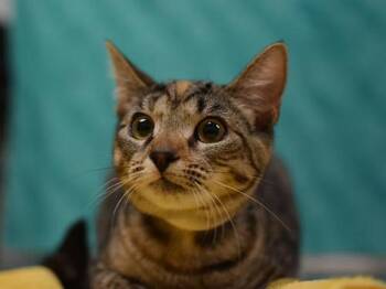 Slinky -  Domestic Short Hair Cat for Adoption in Portland, Oregon - Slinky | PetCurious