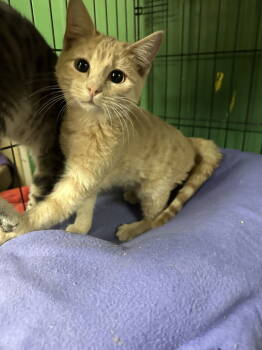 Rescue Domestic Short Hair Cats for Adoption in Jackson, Mississippi - Scotch | PetCurious