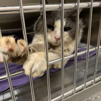 Kit Casey -  Domestic Short Hair Cat for Adoption in Morganton, North Carolina - Kit Casey | PetCurious