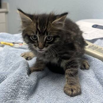 Bobinsky -  Domestic Long Hair Cat for Adoption in Riverside, California - Bobinsky | PetCurious
