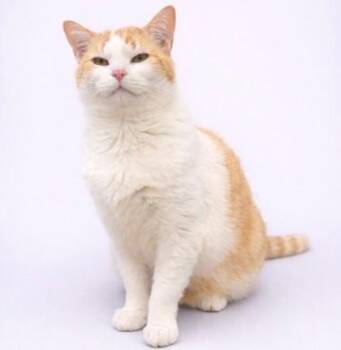 Domestic Short Hair Cats Available for Adoption - Honey Burg - Work In Progress Cat | PetCurious