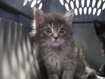 MILO -  Domestic Medium Hair Cat for Adoption in Ocala, Florida - MILO | PetCurious