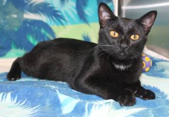 Emma - 42916 -  Domestic Short Hair Cat for Adoption in Prattville, Alabama - Emma - 42916 | PetCurious