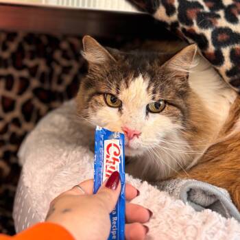 Domestic Long Hair Cats Available for Adoption in Nashville, Indiana - Fabio | PetCurious