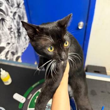 Domestic Short Hair Cats Available for Adoption in Wahiawa, Hawaii - Winston | PetCurious