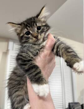 Tenor -  Domestic Medium Hair and Tabby Cat Available for Adoption in New York, New York - Tenor | PetCurious