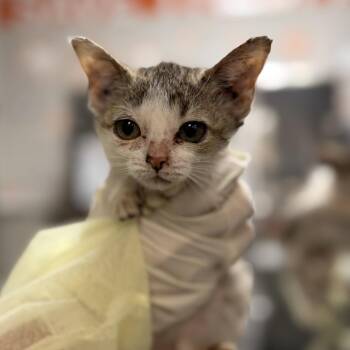 Scampi -  Domestic Short Hair Cat for Adoption in Houston, Texas - Scampi | PetCurious
