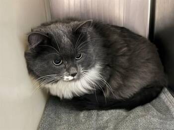 YETI -  Domestic Long Hair Cat for Adoption in Colorado Springs, Colorado - YETI | PetCurious