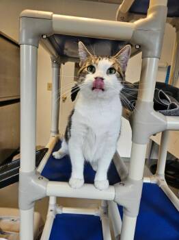 Bloom -  Domestic Short Hair Cat for Adoption in Barron, Wisconsin - Bloom | PetCurious
